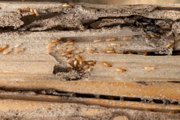 Best Affordable Pest Control Services  in Woodbridge, VA