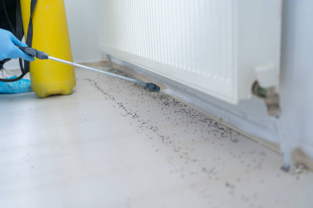 Best Affordable Pest Control Services  in Woodbridge, VA